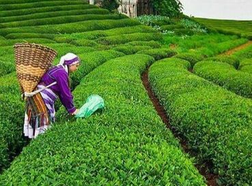 RAMAZAN BAYRAMINA ÖZEL DOĞU KARADENİZ TURU ( 3 GECE OTEL KONAKLAMALI)