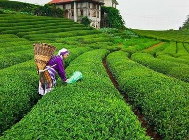 RAMAZAN BAYRAMINA ÖZEL DOĞU KARADENİZ TURU ( 3 GECE OTEL KONAKLAMALI)